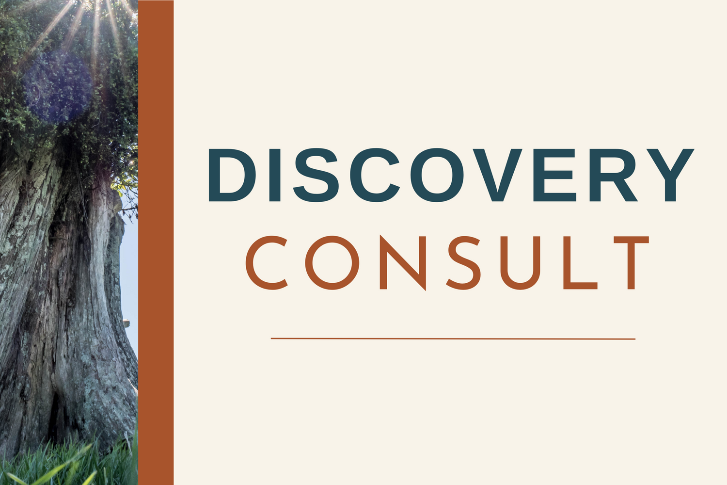 Discovery Consult logo with a tree and sun design on a white background